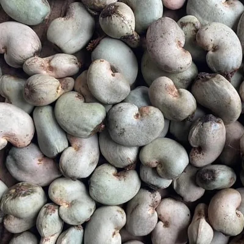 Raw Cashew Nuts