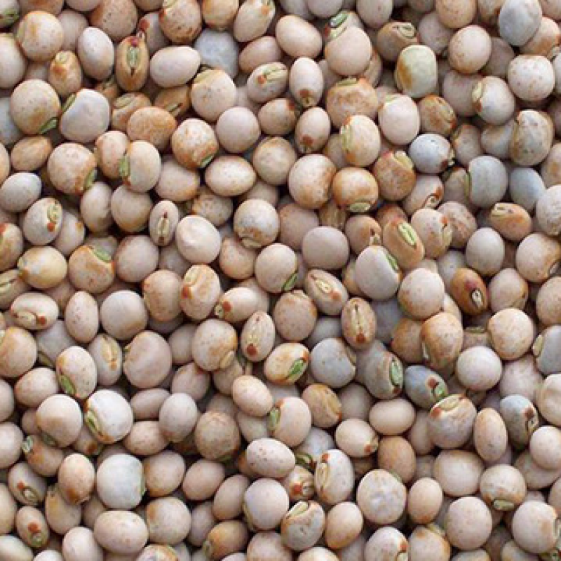 Pigeon Peas (Tur/Arhar)